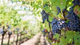 Uvas: como plantar? 1