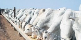 Valor da Produção Agropecuária do Brasil é projetado em R$ 602,8 bi, alta de 1,1% 1